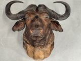 une grande tête de taureau accrochée au mur d'une pièce