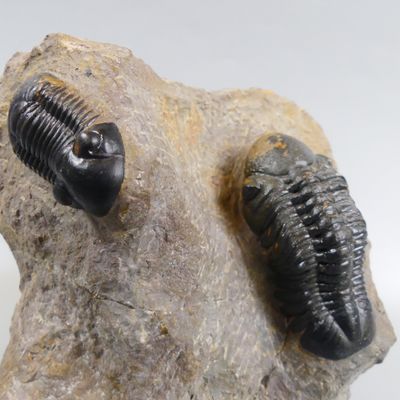 a small trilobit on a rock with a white background