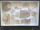 une photo d'une photo représentant une collection d'objets dans un cadre vitré