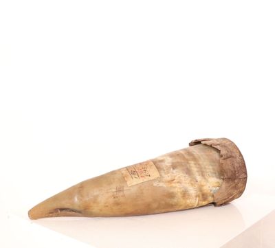 Corne de buffle ancienne, gravée en certains endroits et por…
