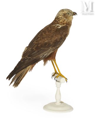an image of a bird of prey sitting on a pedestal