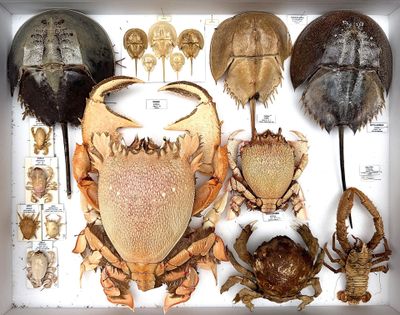many different kinds of horseshoefishs in a display case