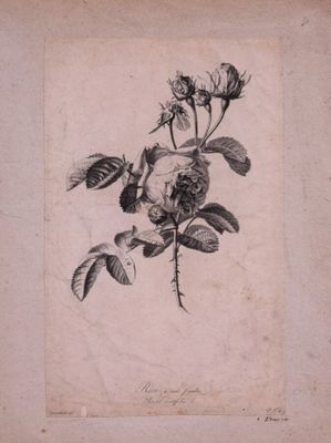 (Botanique) Roses, réunion de 5 planches, dont Le Grand, 42/… - Photo 1