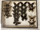 a lot of butterflies that are in a glass case