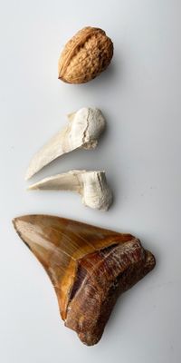 a close up of a tooth, shell, and nuts on a white surface