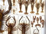 many different types of lobsters displayed in a white box