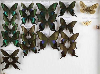 de nombreux papillons exposés dans une vitrine
