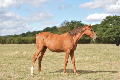 a brown horse that is standing in a field