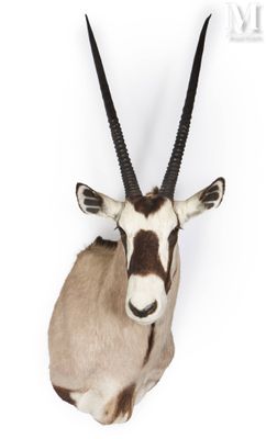 an image of a antelope head mounted on a wall