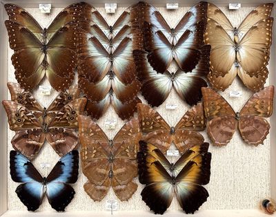 a lot of butterflies that are on display in a box