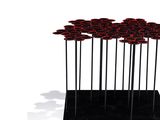 many red roses on a black stand on a white background