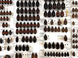 many different types of beetles displayed on the wall