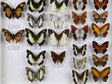 de nombreux types de papillons différents présentés dans une vitrine