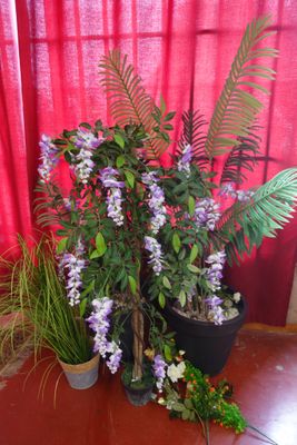 deux plantes en pot posées sur une table