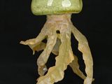 a jellyfish that is sitting on top of a leaf