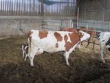 three cows standing in a barn with hay on the ground