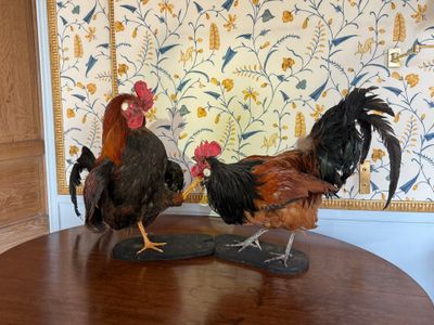 deux poulets posés sur une table en bois dans une pièce