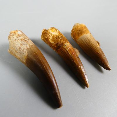 three pieces of tooth that are sitting on a table