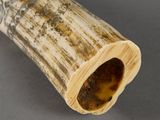 a close up of an elephant ' s tusk on a table