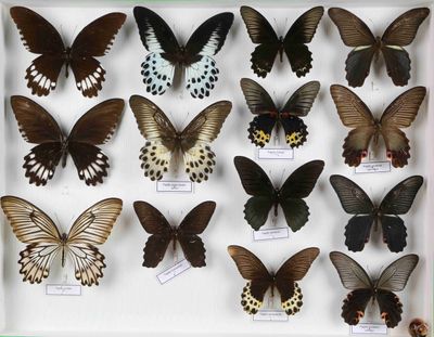 de nombreux papillons exposés dans une boîte