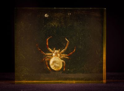 un gros plan d'une araignée dans une boîte en verre posée sur une table