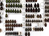 a lot of bugs that are on the wall