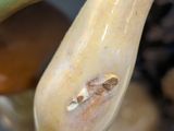 a close up of a vase that has a bug on it