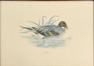 Ecole Moderne Canard sur l'étang