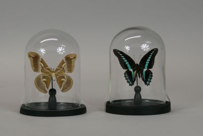 two glass cloches with a butterfly inside of them