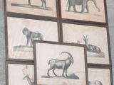 four framed pictures of different animals on the wall
