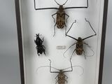 three bugs in a shadow box with a white background