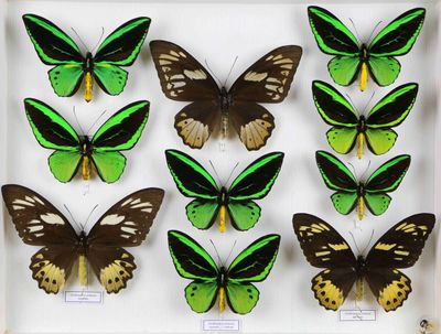 six papillons verts et marron dans un cadre blanc