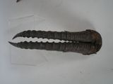 a close up of an animal ' s horns on a table