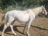 un cheval blanc qui se tient debout dans la terre
