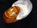 an image of a seashell on a black background