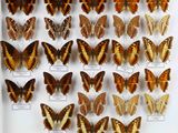 de nombreux types de papillons différents présentés dans une vitrine