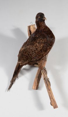 un oiseau perché au bout d'une branche