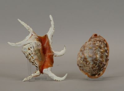 two seashells that are standing next to each other