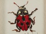 painting of a ladybug on a white background with a black and red outline