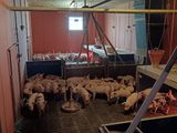 beaucoup de moutons qui se trouvent dans une grange