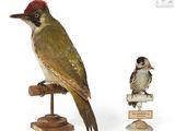 un oiseau perché sur un perchoir à côté d'un petit oiseau