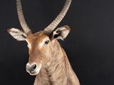 an image of a taxi deer head on a black background