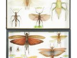 two display cases with insect specimens in them on a white surface