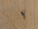 a small insect that is sitting on a piece of wood