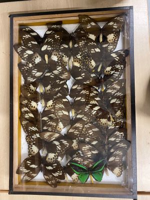 a picture of a display of butterflies in a glass case