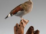 un petit oiseau perché sur un morceau de bois