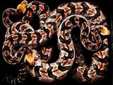 un gros plan d'un serpent sur fond noir