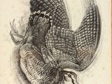 drawing of a bird in flight with its wings spread out