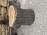 a person standing next to a tree stump on the ground