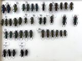 a lot of bugs that are hanging on the wall